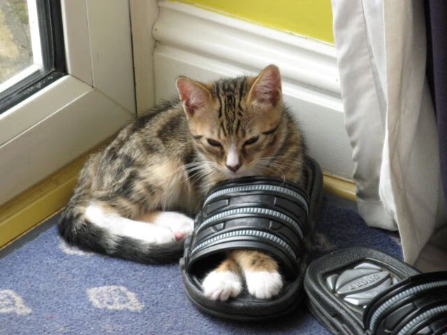 平行宇宙爆裂跨界，戈贝尔点燃赛场，辽宁队火力压制森林狼