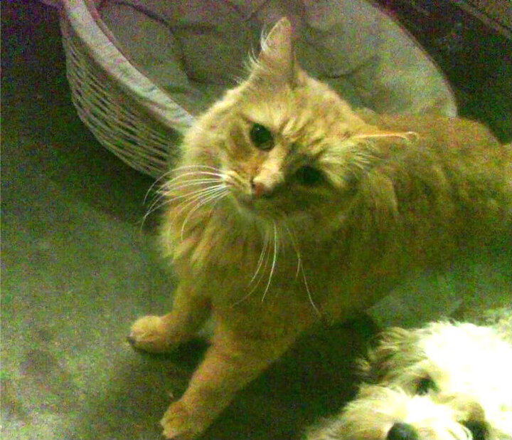 欧冠半决赛焦点战，阿森纳终结秘鲁黑马传奇，晋级决赛在望