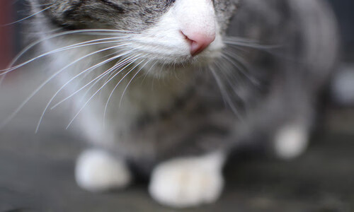 欧冠半决赛之夜，佩德里落子棋盘中央，完成职业生涯定义