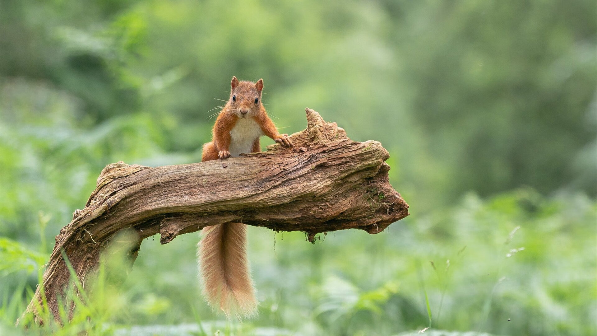 当欧冠火药桶撞上CBA铁壁,一场跨越维度的淘汰赛哲学