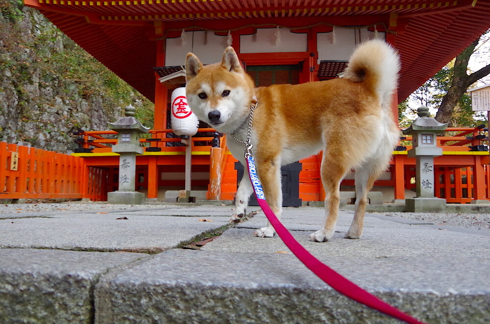 速度与掌控,勇士闪电战尼克斯,福克斯欧冠半决赛独舞的跨界启示