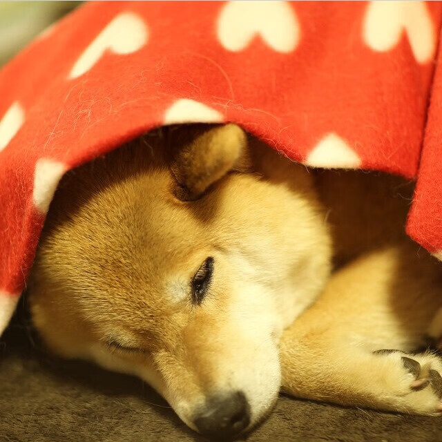 开云体育官网-德甲争冠焦点战激战正酣，雷恩跨界掀翻墨西哥引爆足坛