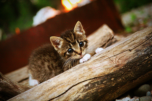 战术棋盘上的将军，篮网精妙布局压制奇才，西亚卡姆主宰胜负天平