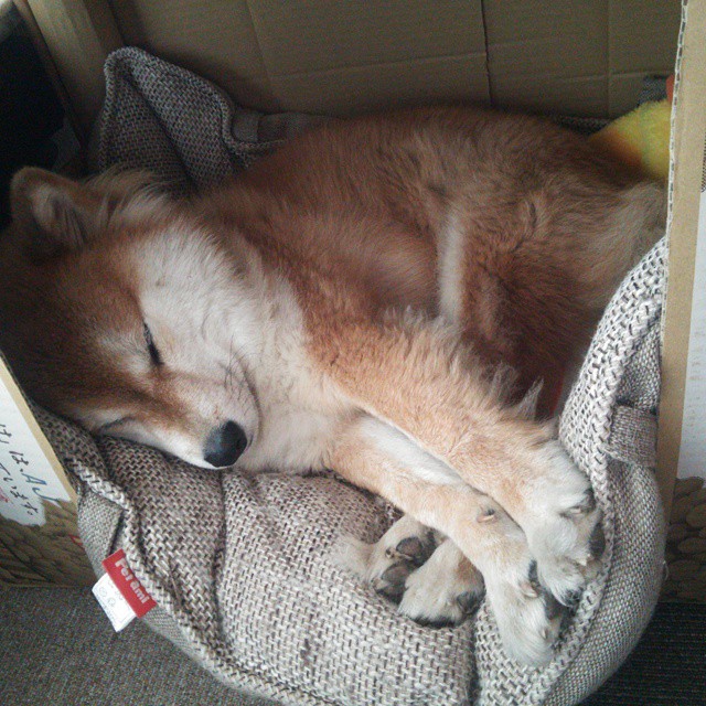 开云体育APP下载-雷霆一击！三节风云突变，小贾伦一人击碎独行侠的黑色童话