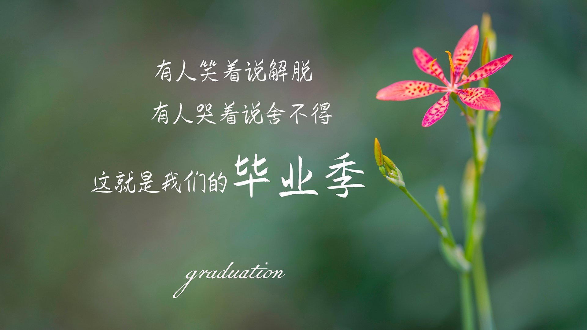 冰封的枫叶,当北欧的冷静刺穿北美的激情,B费那一脚,定义了2026的唯一